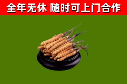 德钦县回收冬虫夏草