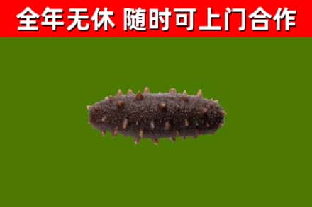 德钦县回收海参干